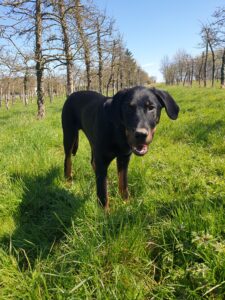 beauceron éducation canine