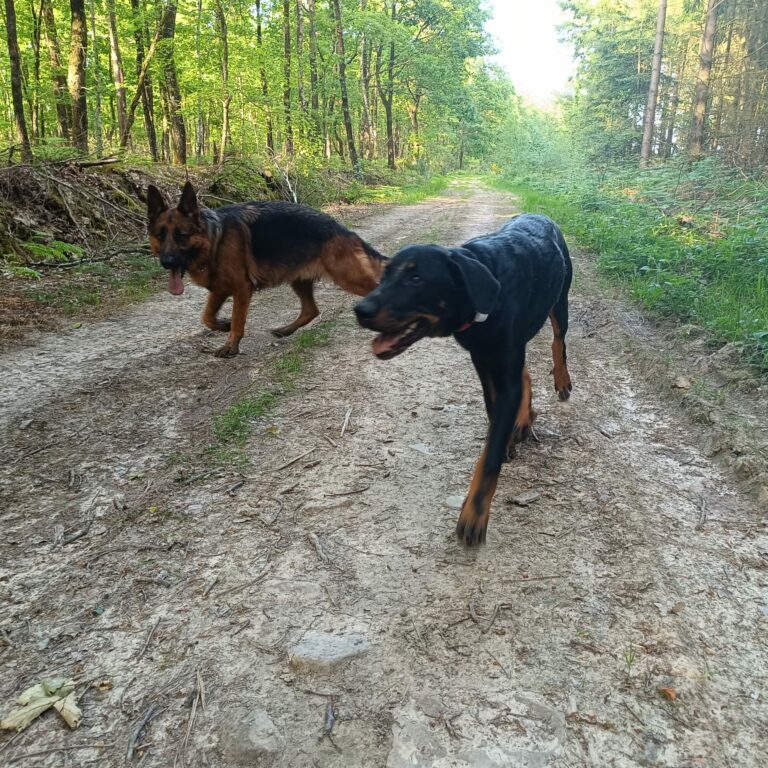 Berger Allemand et Beauceron éducation canine